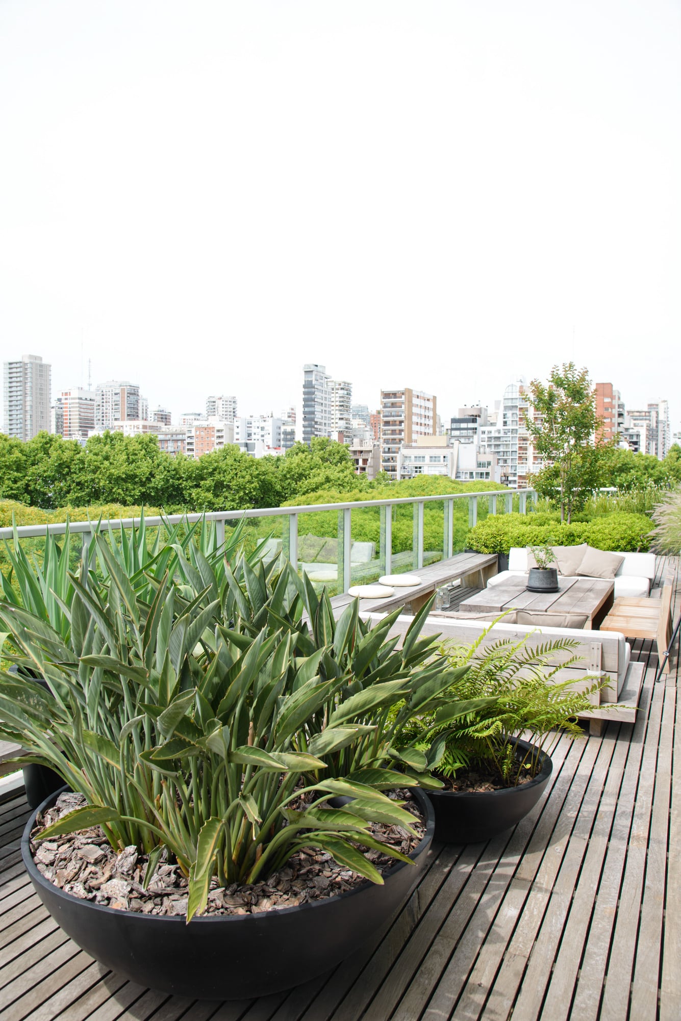 Aún sin flor, la Sterlitzia es una planta atractiva por su follaje