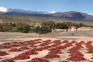 Valles Calchaquíes: una parada en el "Pimiento tour"
