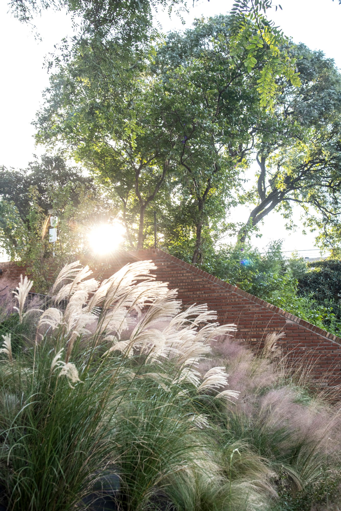 Además de texturas, el follaje fino de las gramíneas aporta movimiento, especialmente plantadas en macizos