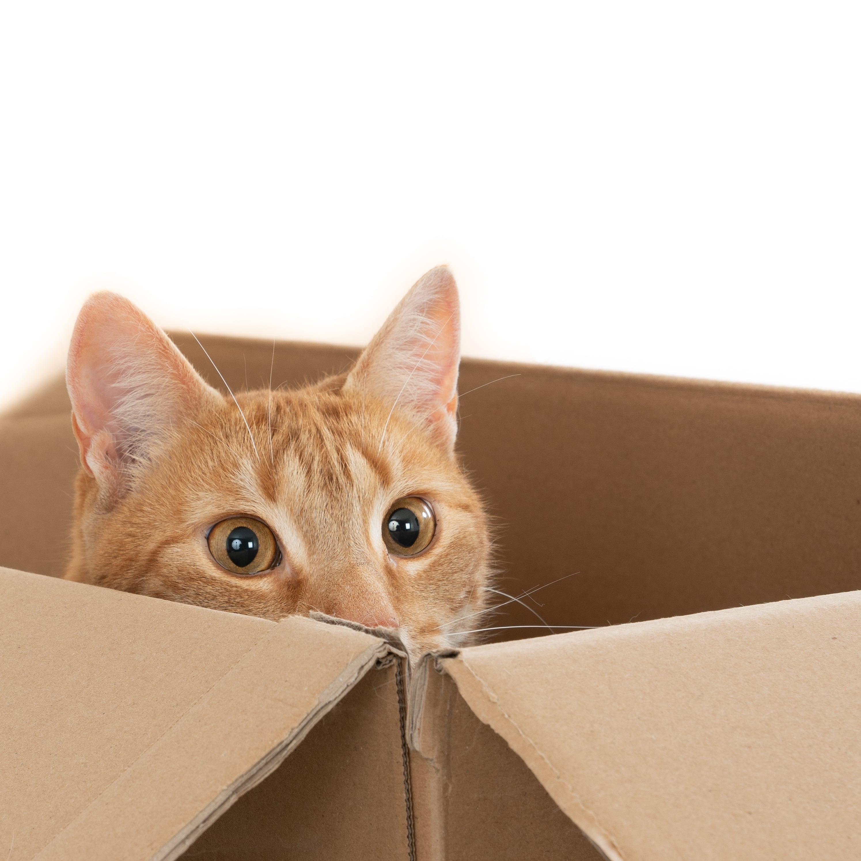 Los gatos suelen preferir la caja de cartón por encima de otros juguetes (Foto: Freepik)