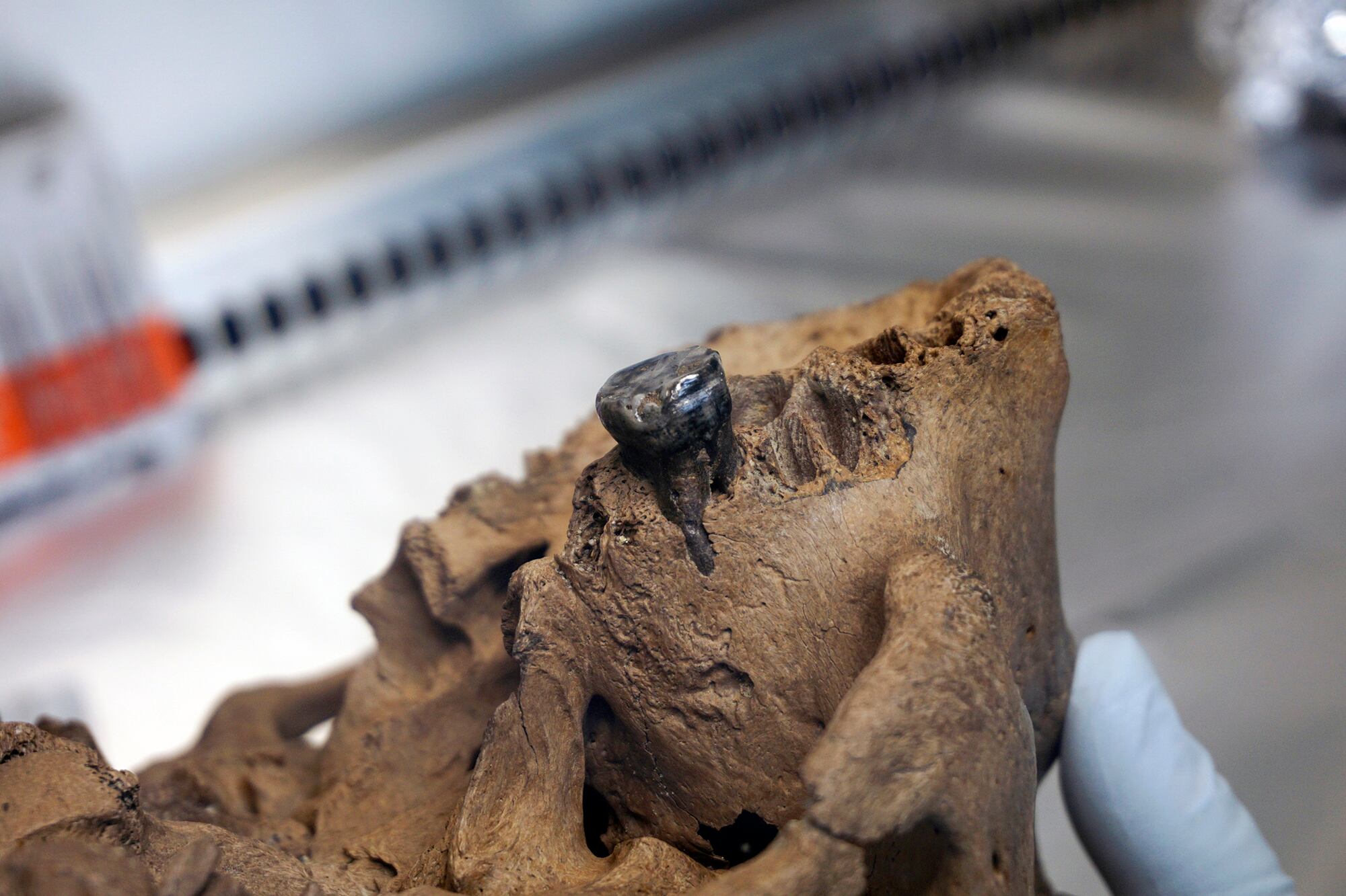 Científicos del Instituto de Paleontología de Vertebrados y Paleoantropología de Pekín estudiaron pequeñas muestras de un diente del cráneo de Harbin y del hueso que recubre el oído interno