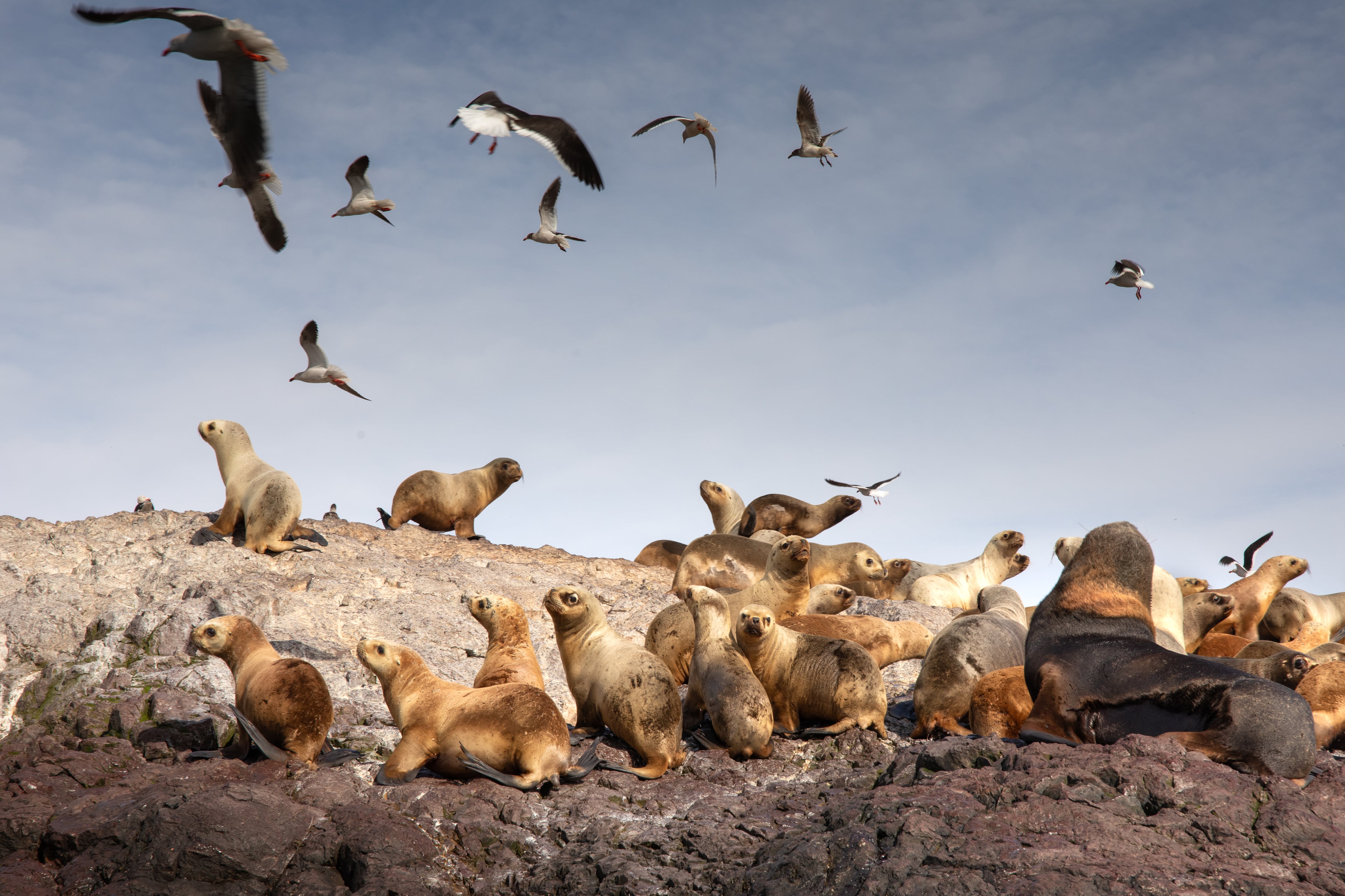 En la isla habitan colonias de lobos marinos de uno y dos pelos, de 20.000 ejemplares en su totalidad, y las cuatro especies de cormoranes