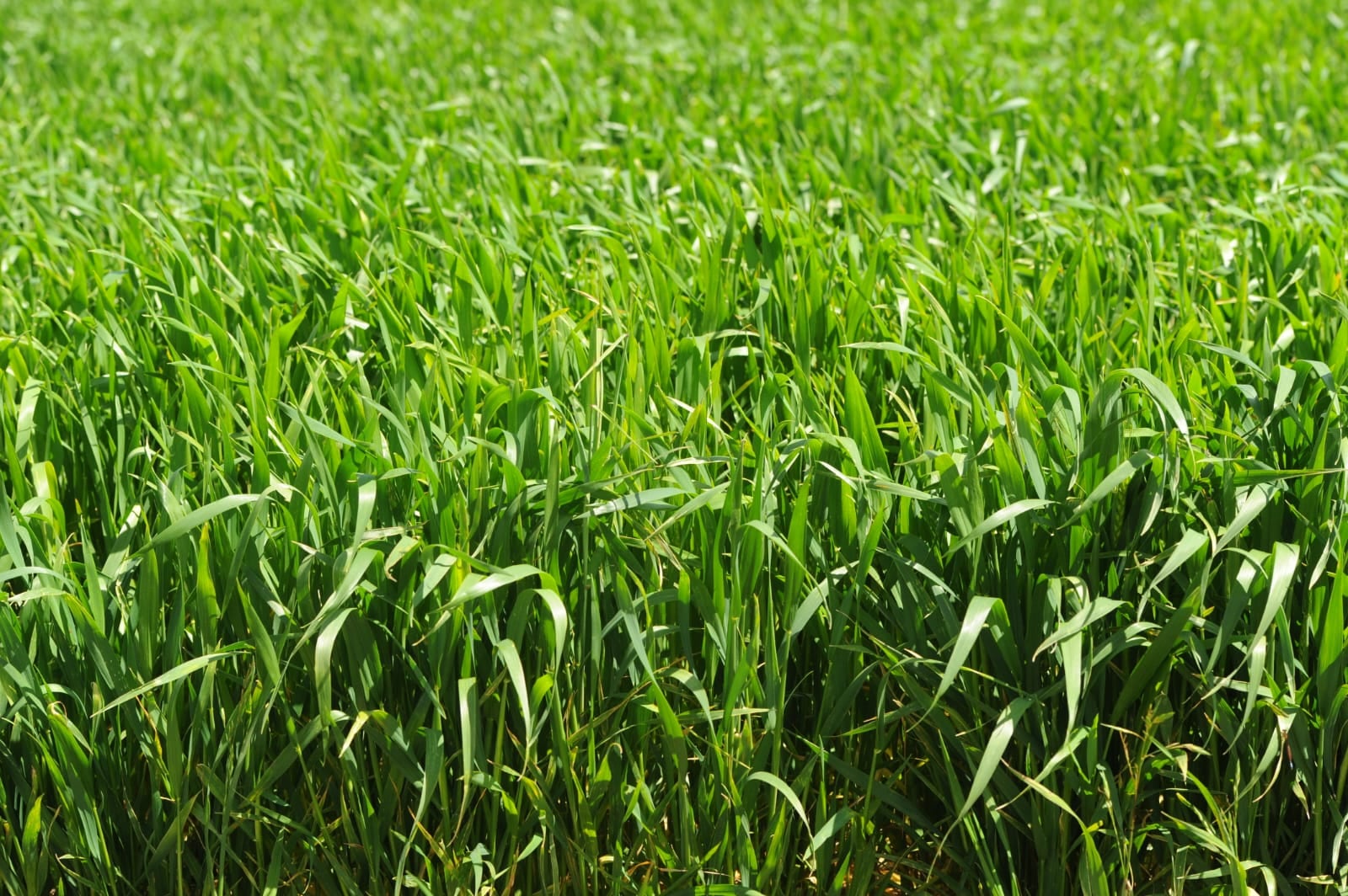 Bayer apuesta a reforzar el acompañamiento al productor