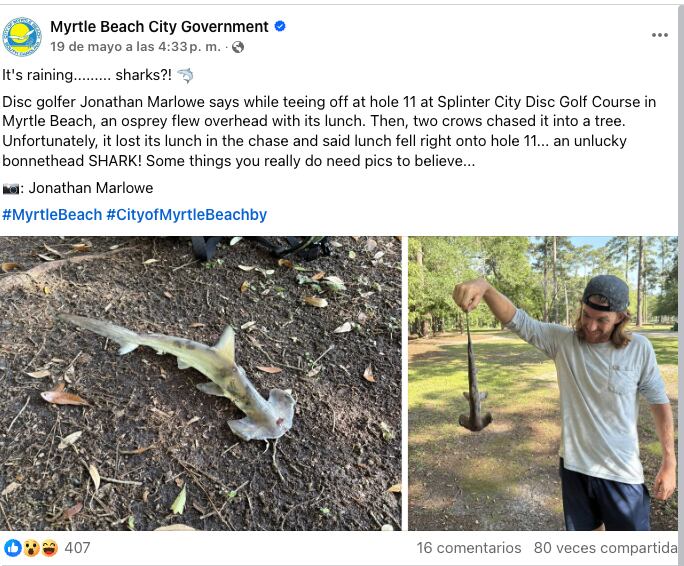 Llueven tiburones martillo; así reaccionaron tras descubrir la presa del águila