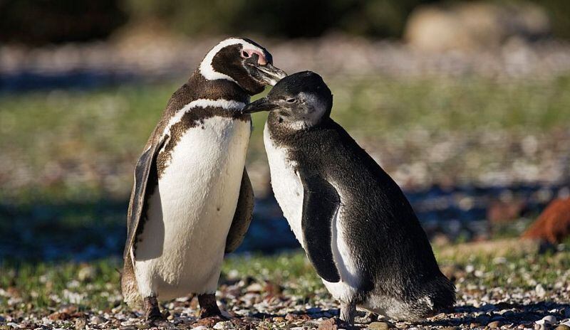 Pingüinos centinelas