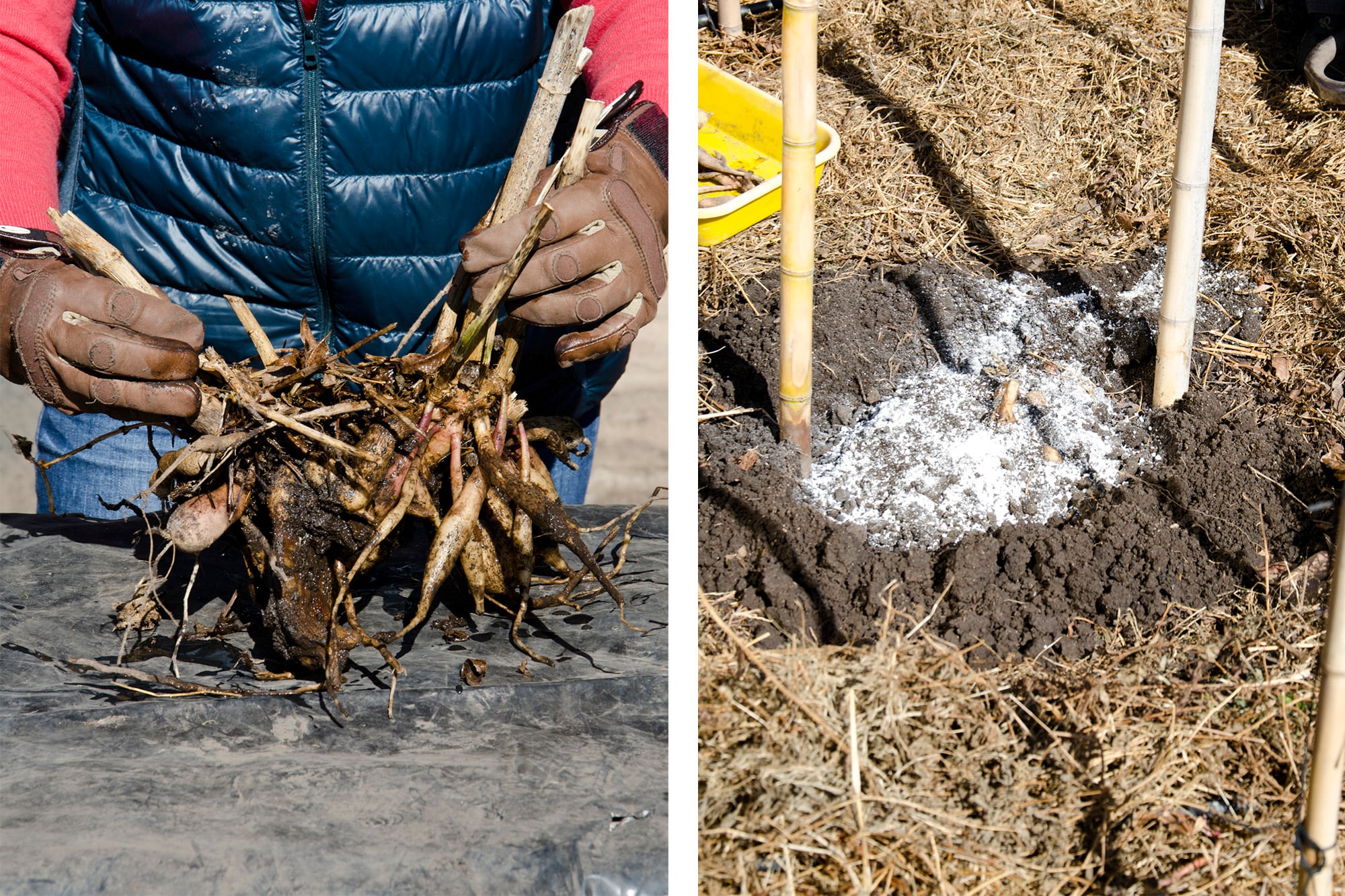 De la correcta preparación y plantación del hoyo depende el éxito de la planta