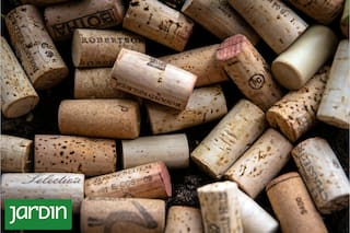 Cuál es el árbol del que se extrae el corcho y por qué hay que sumarlo al jardín