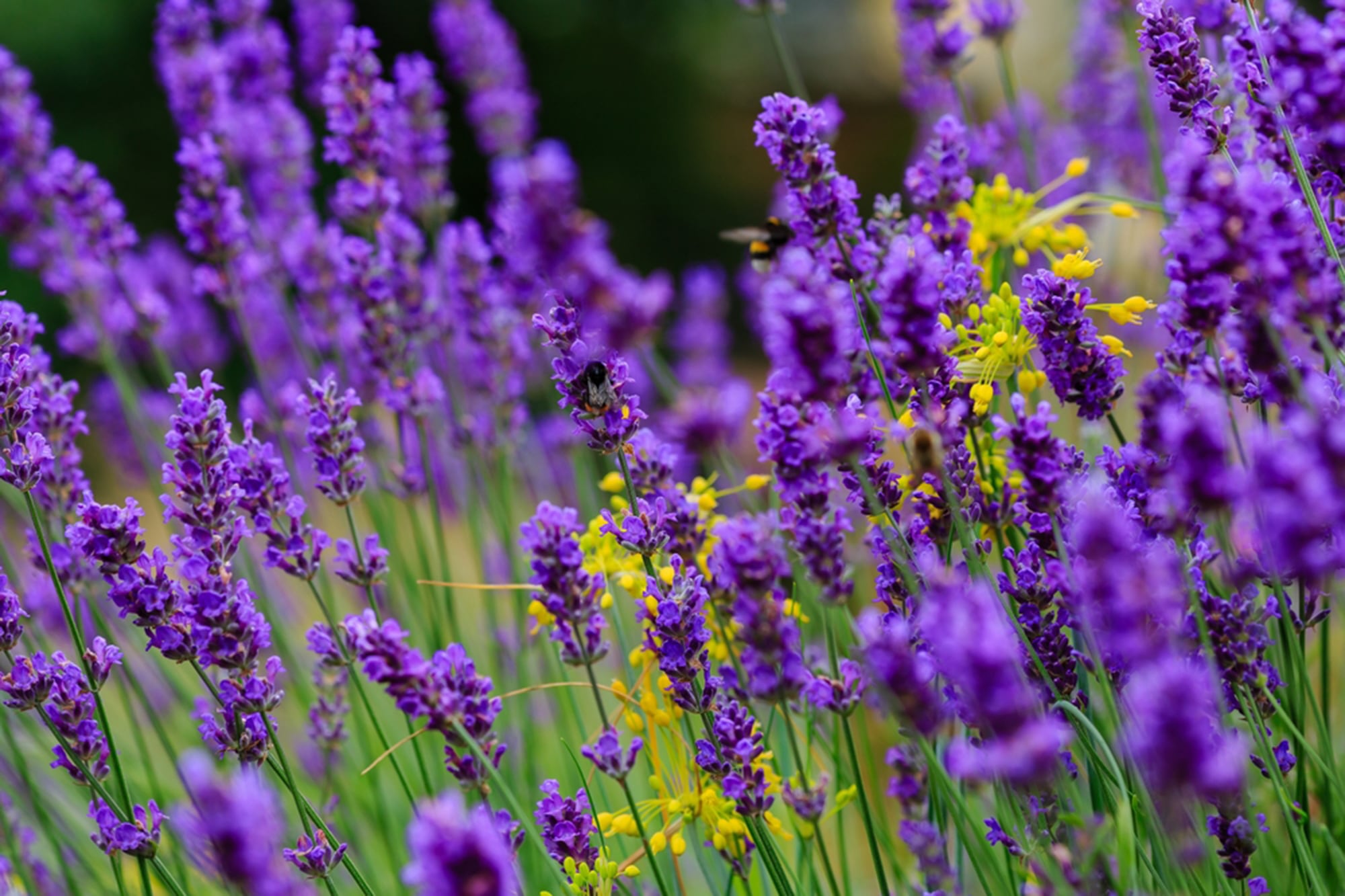 La lavanda, con su aroma intenso y su contenido de linalol tiene un efecto relajante directo sobre nuestro sistema nervioso