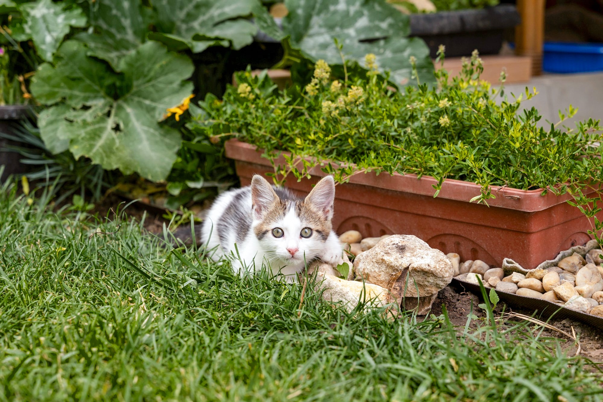 Plantas, personas y mascotas forman parte de la misma trama viva