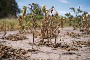La sequía argentina, entre los 10 fenómenos climáticos más destructivos del año