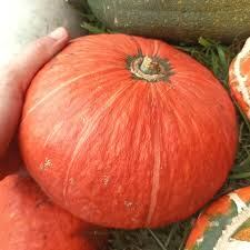 El zapallo colorado, este año, ya está agotado