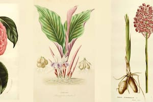 Botánica para principiantes: ¿de dónde vienen los nombres de las plantas?