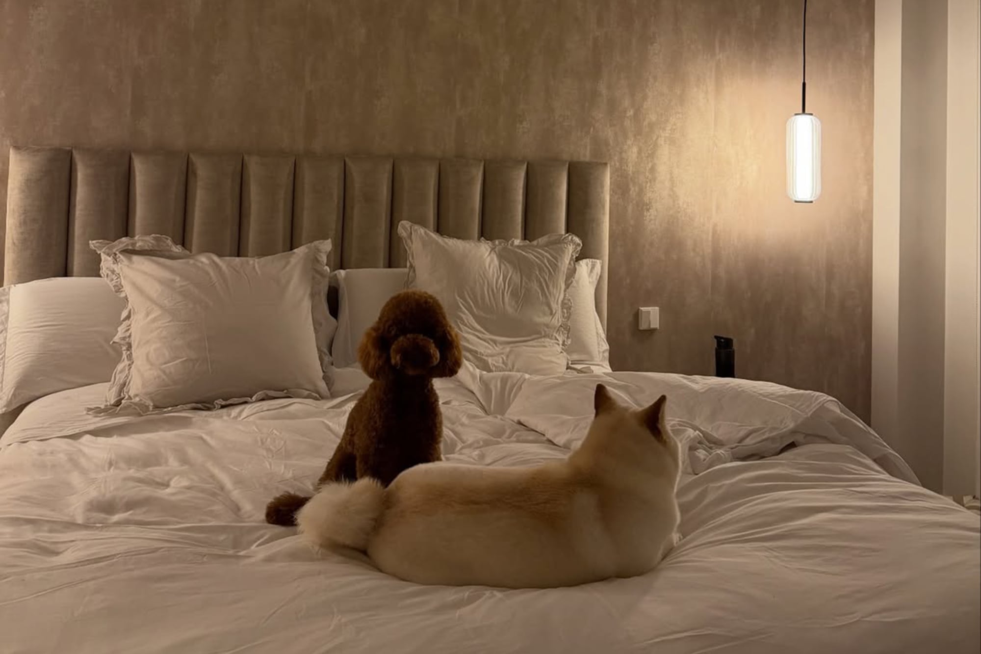 En las historias de Instagram, la pareja suele retratar a sus mascotas, Indio y Bruna, en distintos espacios de la vivienda