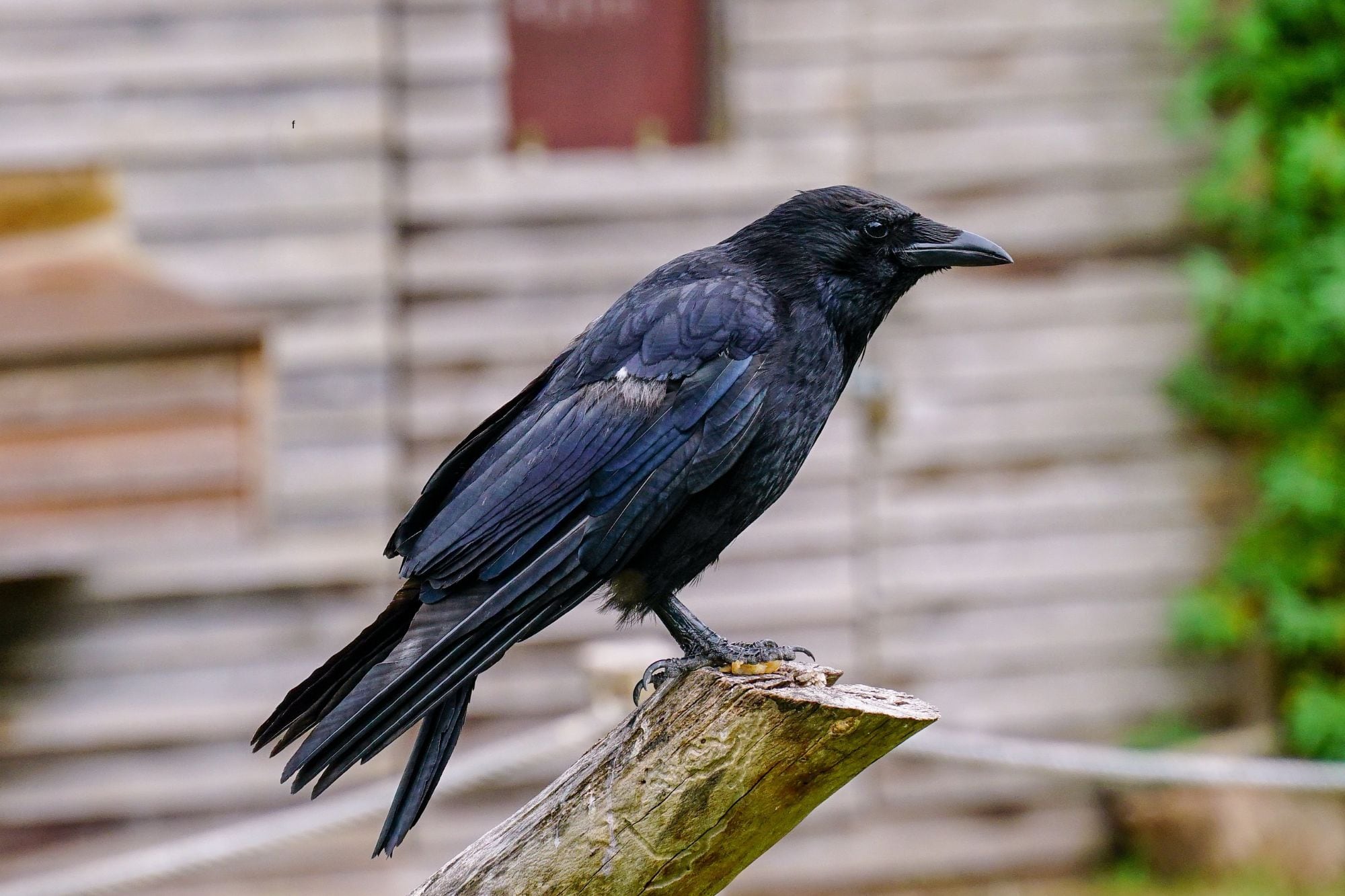 Hubo, hay y siempre debe haber al menos seis cuervos negros en la Torre de Londres