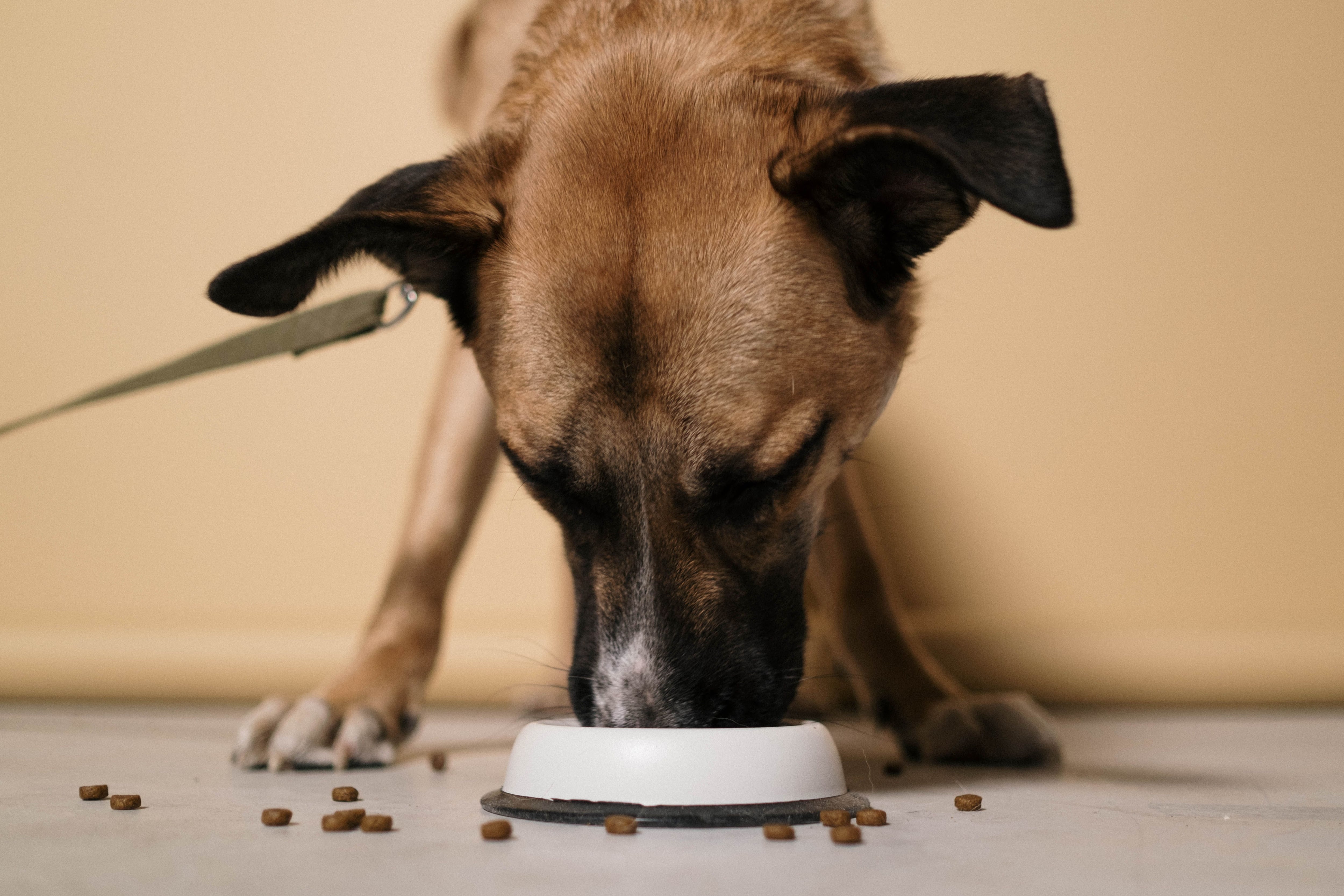 Jerry Klein, veterinario: “Cambiar de tipo o marca de alimento puede enfermar a tu perro”