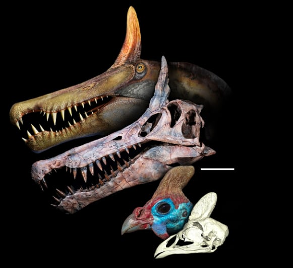 Se cree que esta especie cazaba peces en aguas poco profundas (Foto: Paul Sereno)