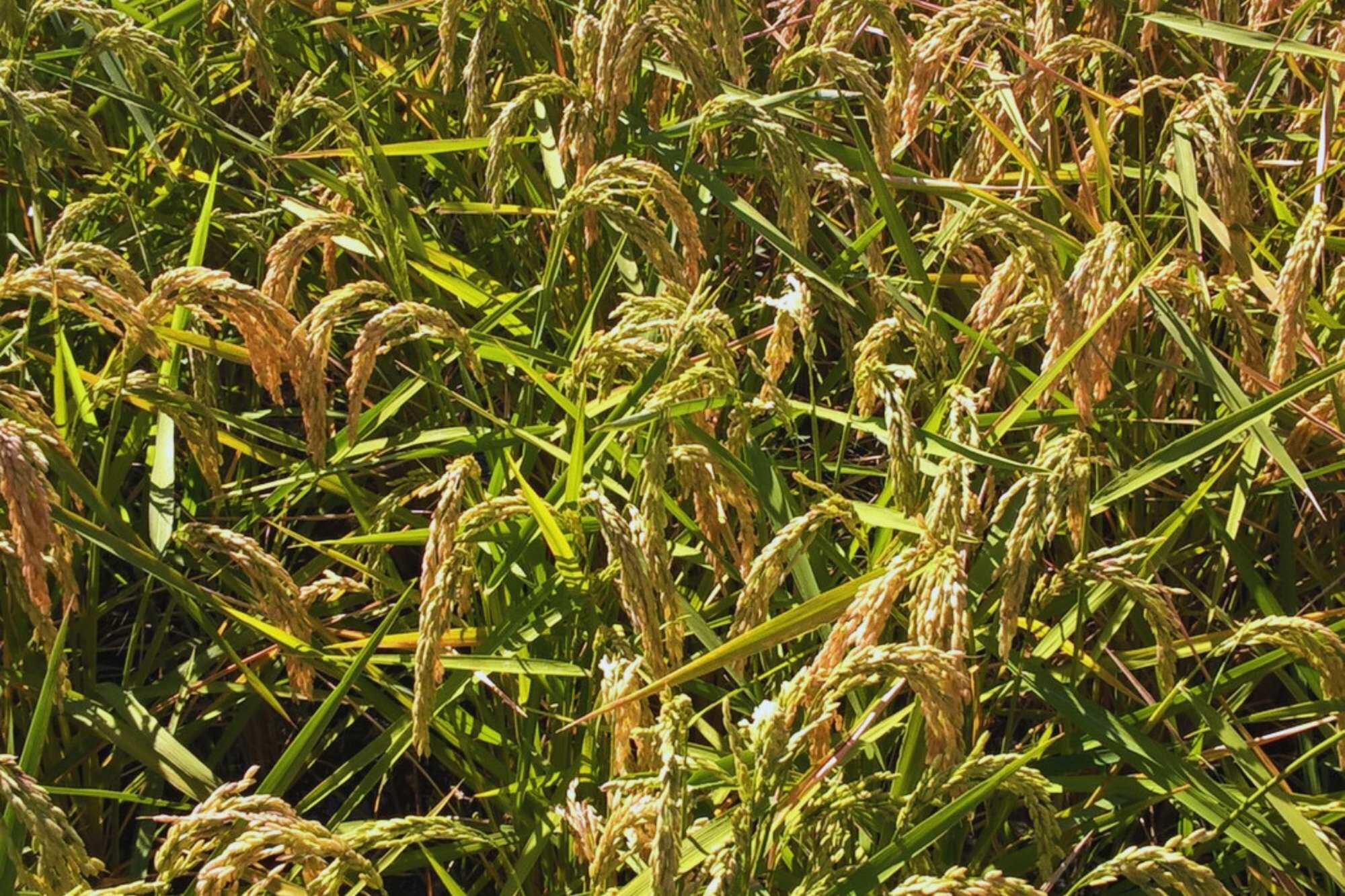 Detectan un peligroso virus que afecta al arroz y recomiendan su monitoreo