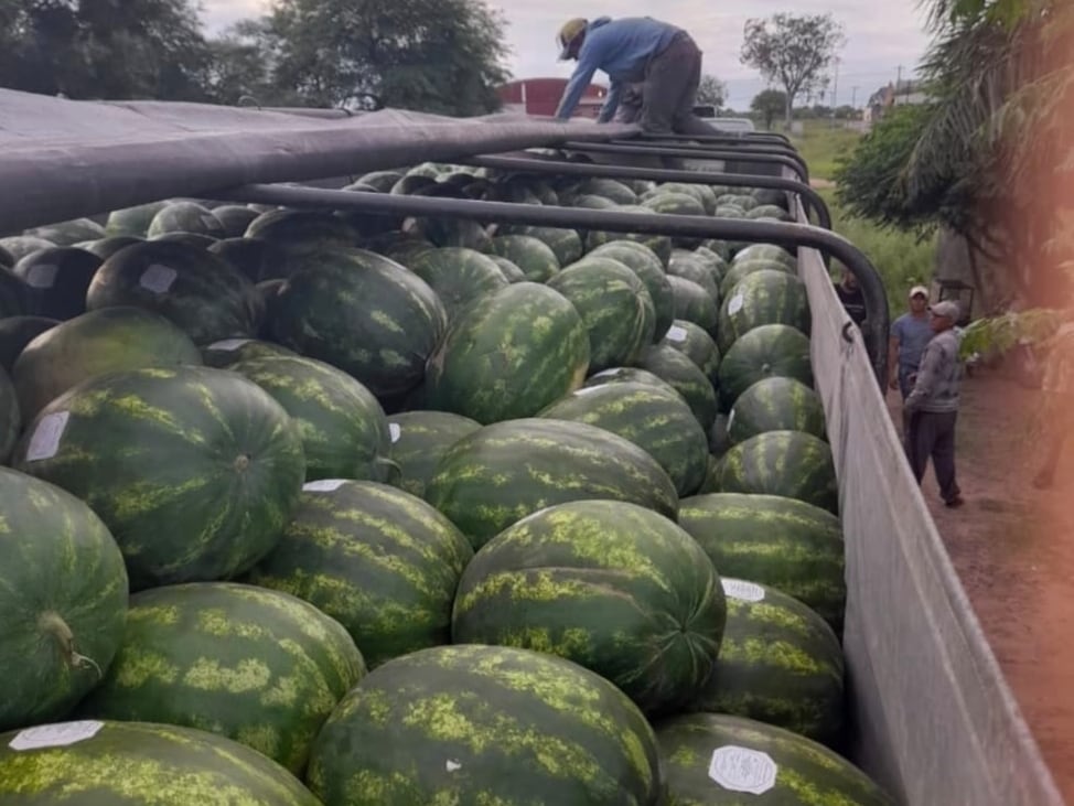 La sandía no se exportaba a granel desde 1983