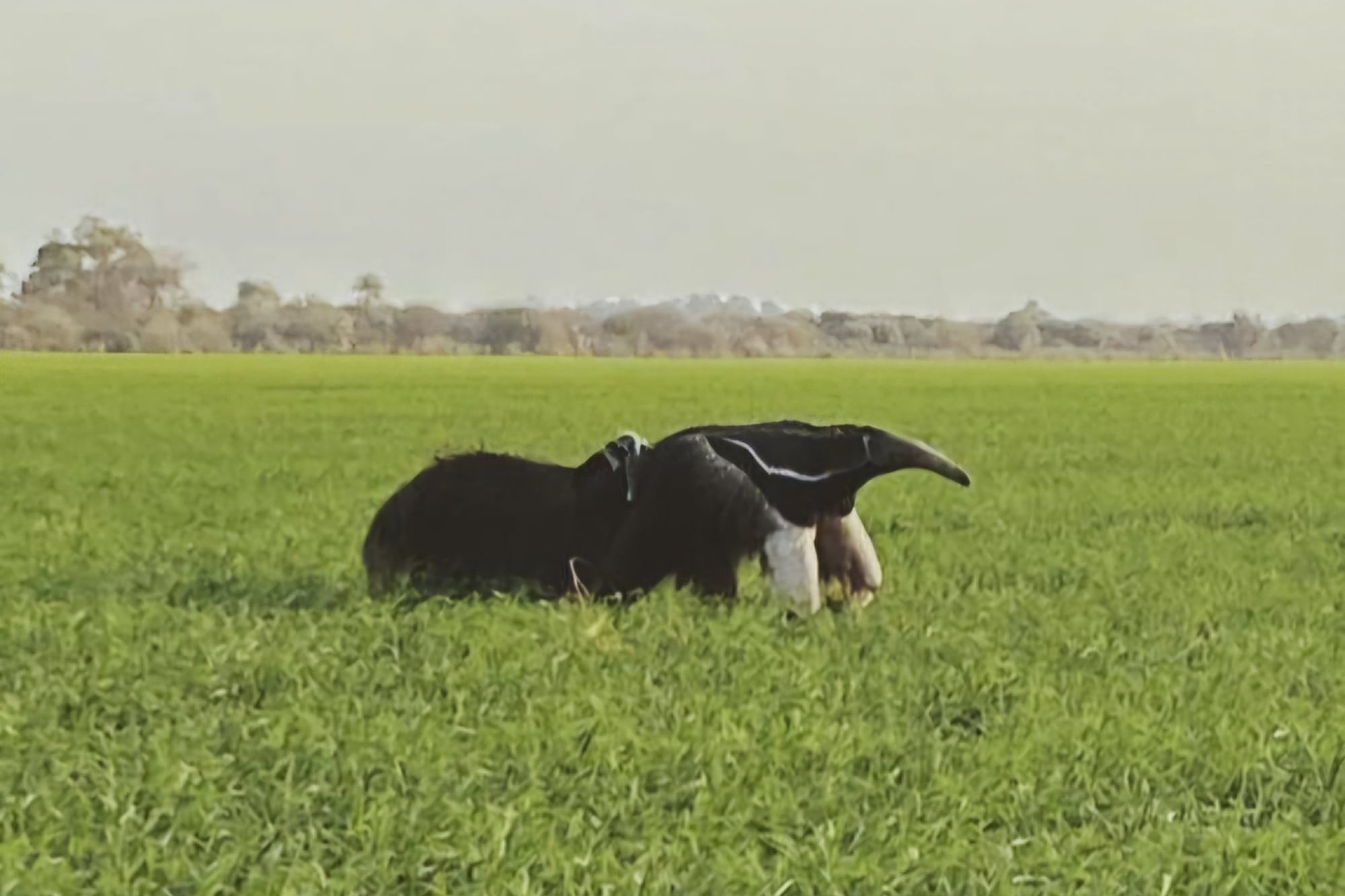 Acertijo con respuesta: pensamiento lateral