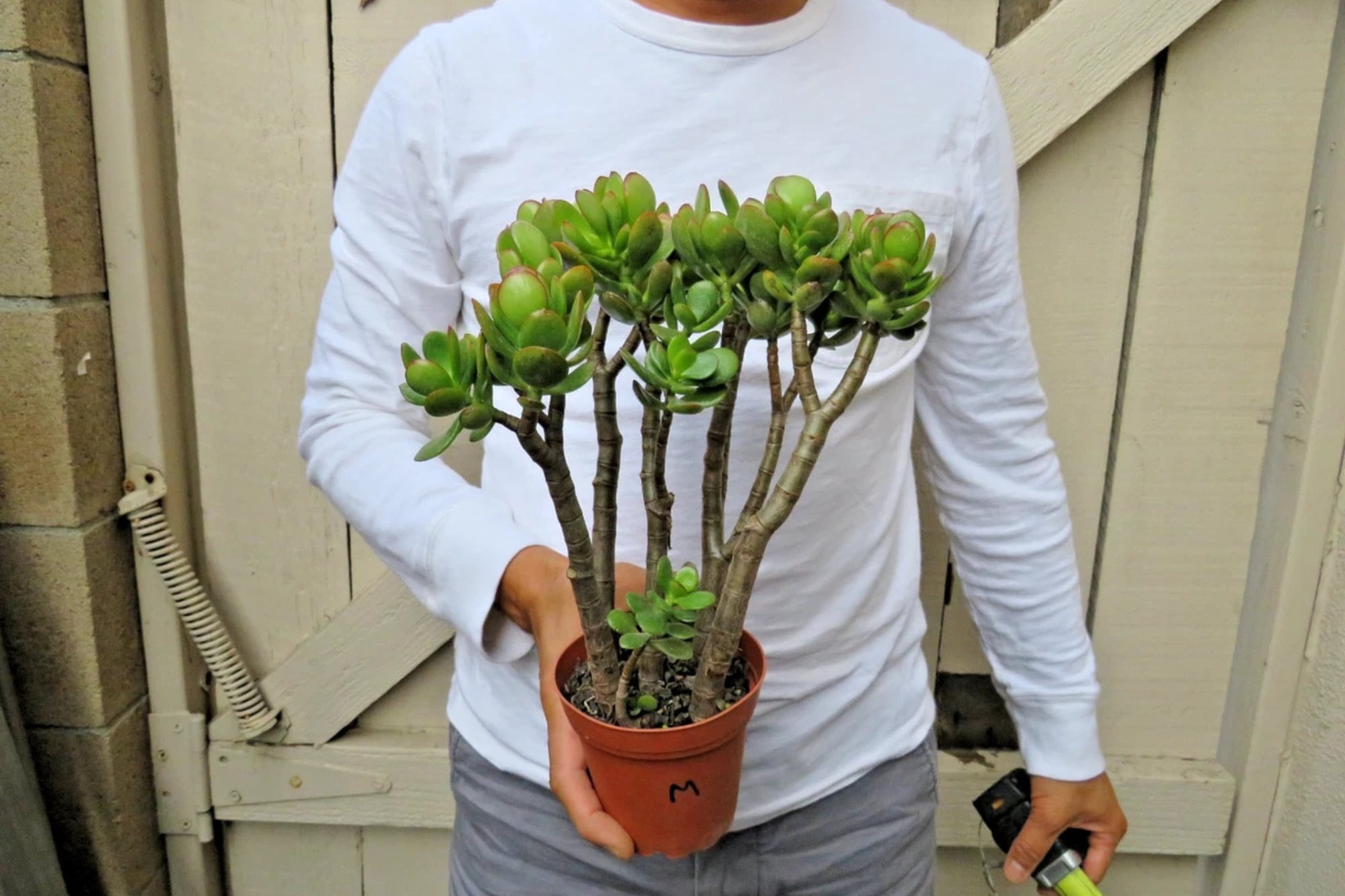 Dónde colocar la planta de jade para que “viva por siempre”, según Old Farmer’s Almanac