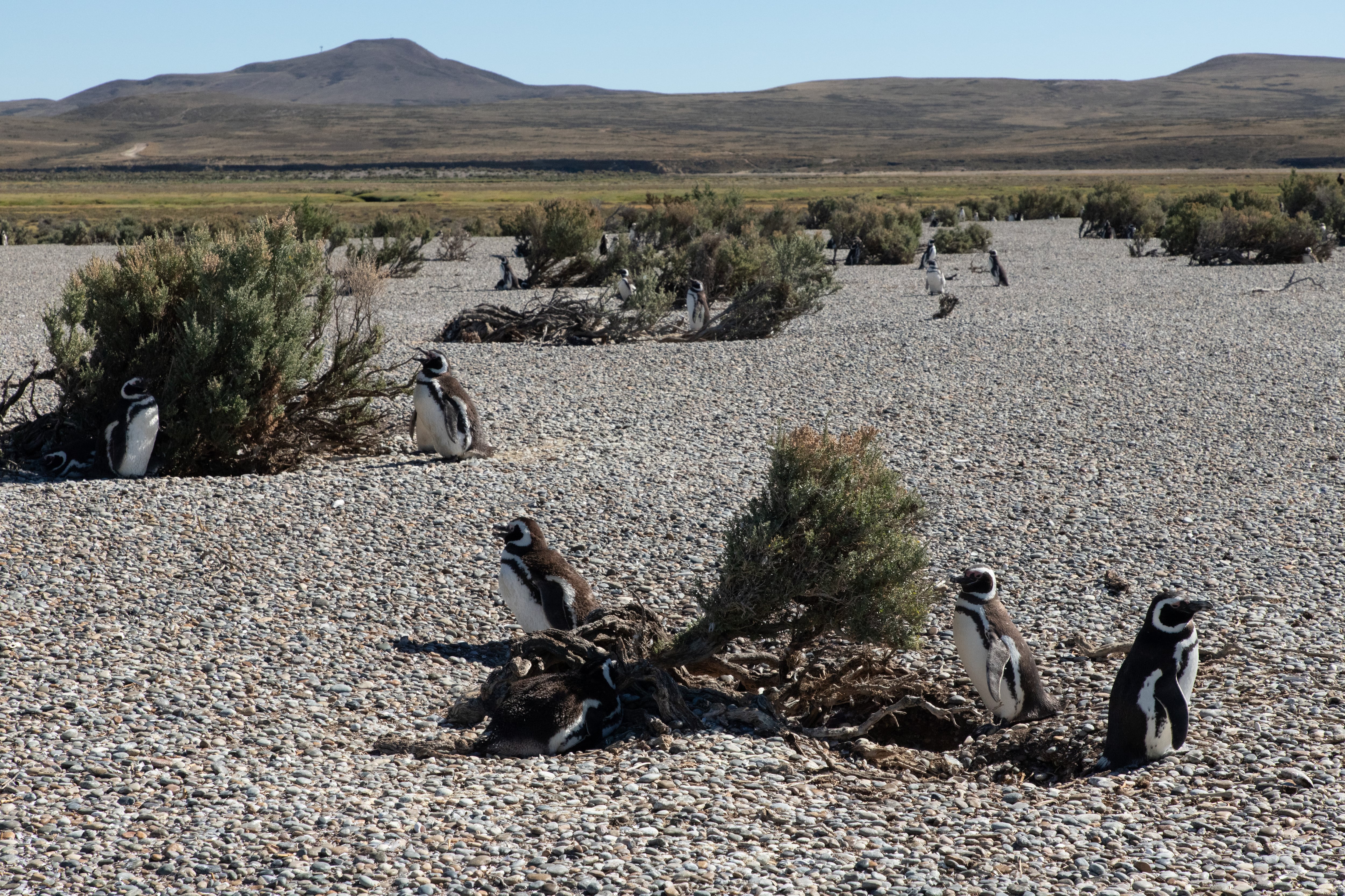 Pingüinos de Magallanes durante la salida con Pinocho Excursiones.