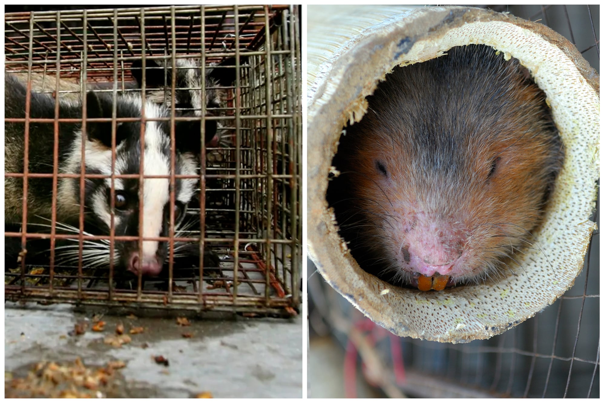 Perro mapache o rata de bambú, la especie que intermedió entre el murciélago y el humano es un enigma