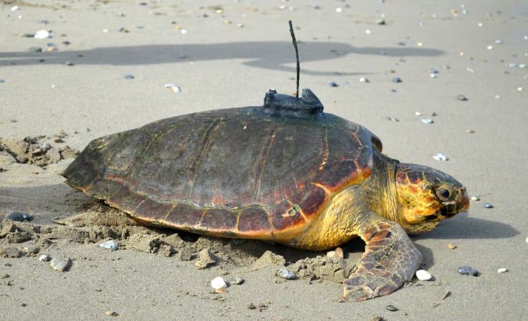 El viaje de 6400 kilómetros de “Diana”, la tortuga boba rescatada en Ceuta que cruzó el Atlántico