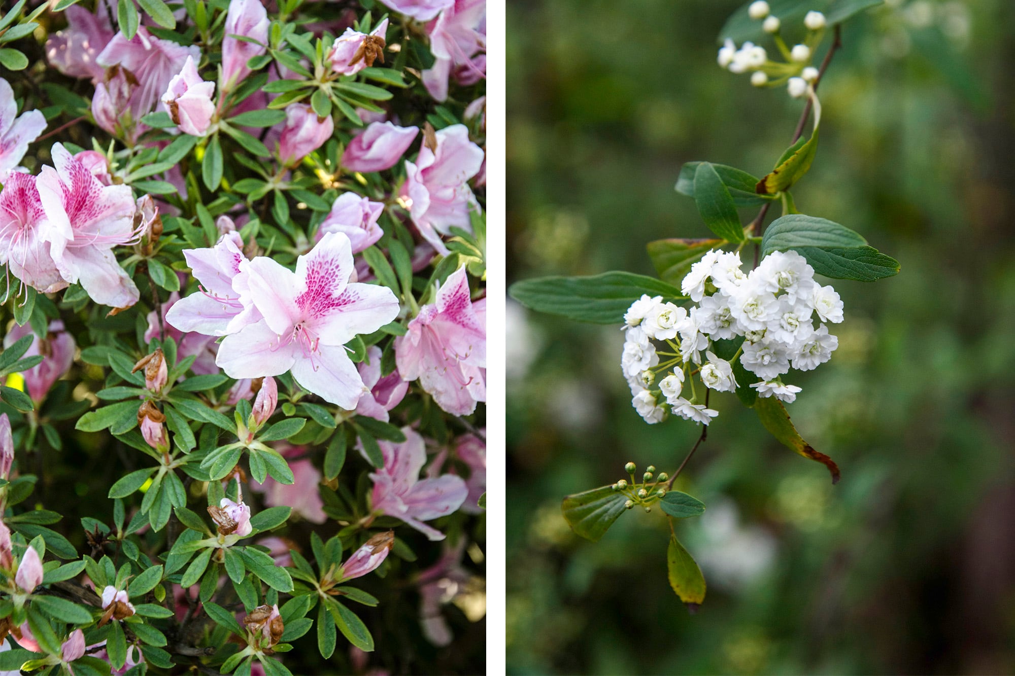 Azaleas y corona de novia, dos especies que, si se podan fuera de época, pueden perder buena parte de su floración