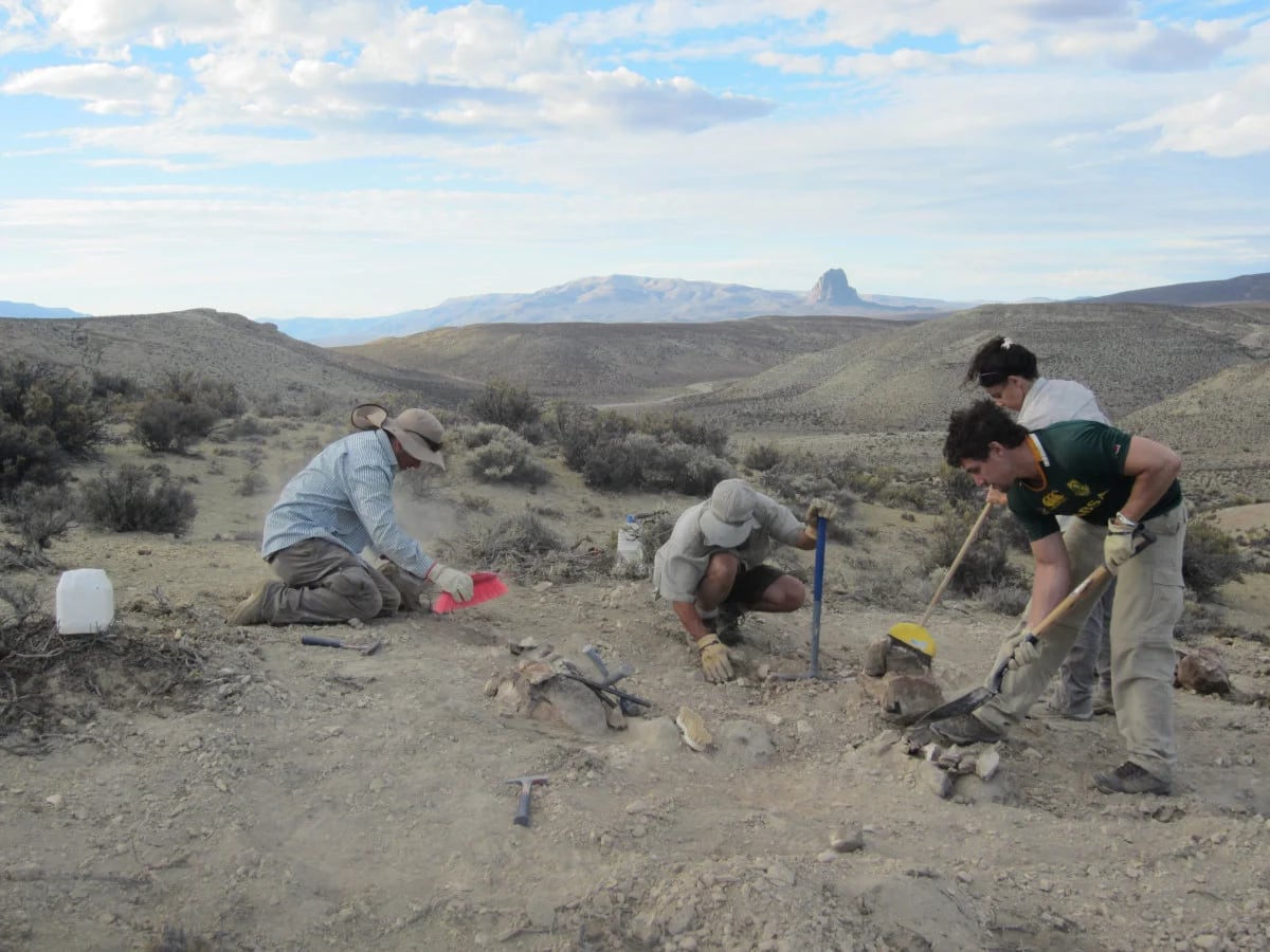 Inicio de la excavación para extraer los fósiles del Bicharracosaurus