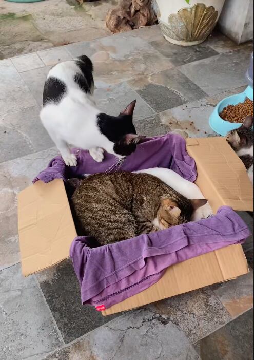 Koka es el nombre del gato que falleció (Foto: Captura TikTok @abatha0125)