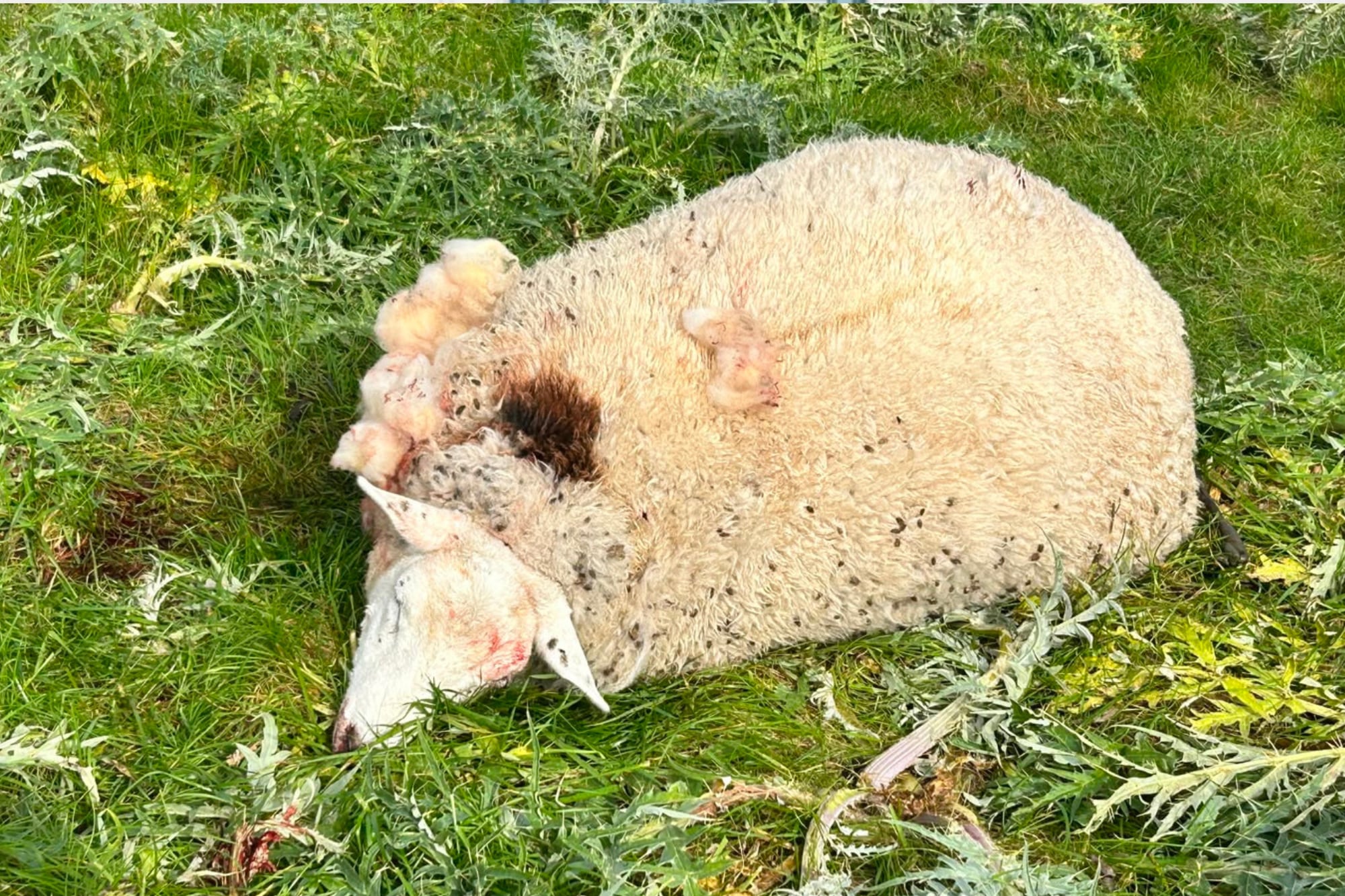 Saenz Valiente sostiene que los ingresos de cazadores furtivos son habituales en la zona y reclama más controles y mejores herramientas para prevenir este tipo de hechos