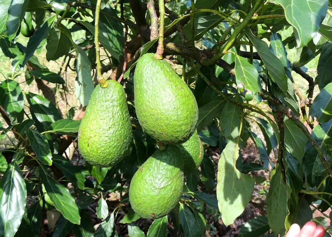Según los datos que presenta Nukor, cultivar una hectárea de palta Hass demanda una inversión de entre 9500 y 13.500 dólares