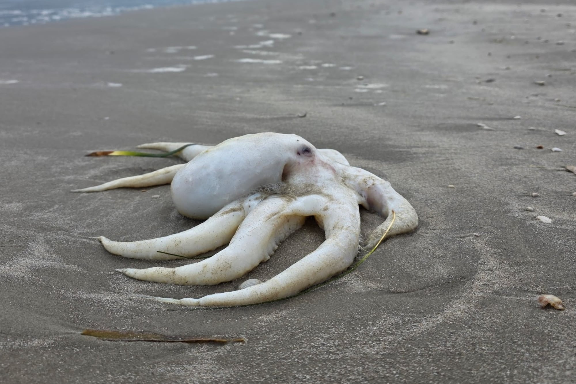Pulpos congelados: la extraña aparición en las costas de Texas tras la ola de frío que los deja blancos