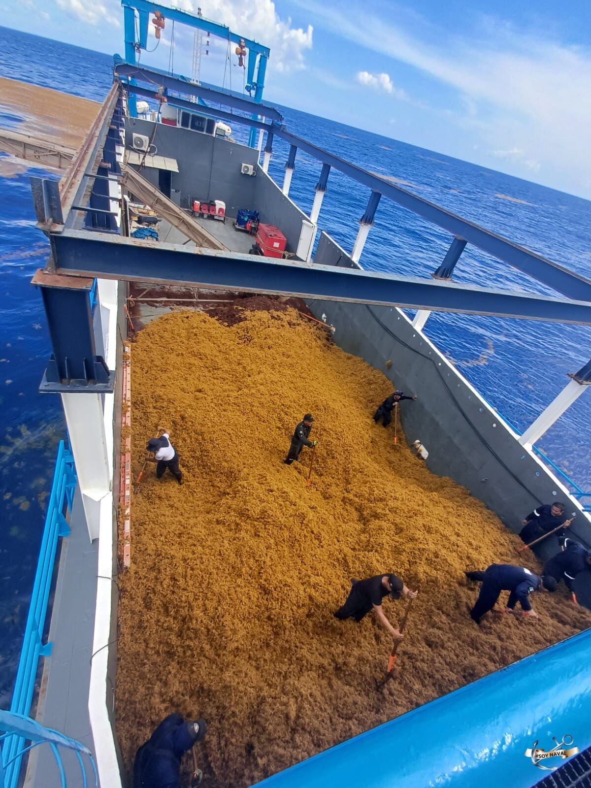 Maquinaria pesada ingresó a las playas para la limpieza del sargazo en el Caribe mexicano