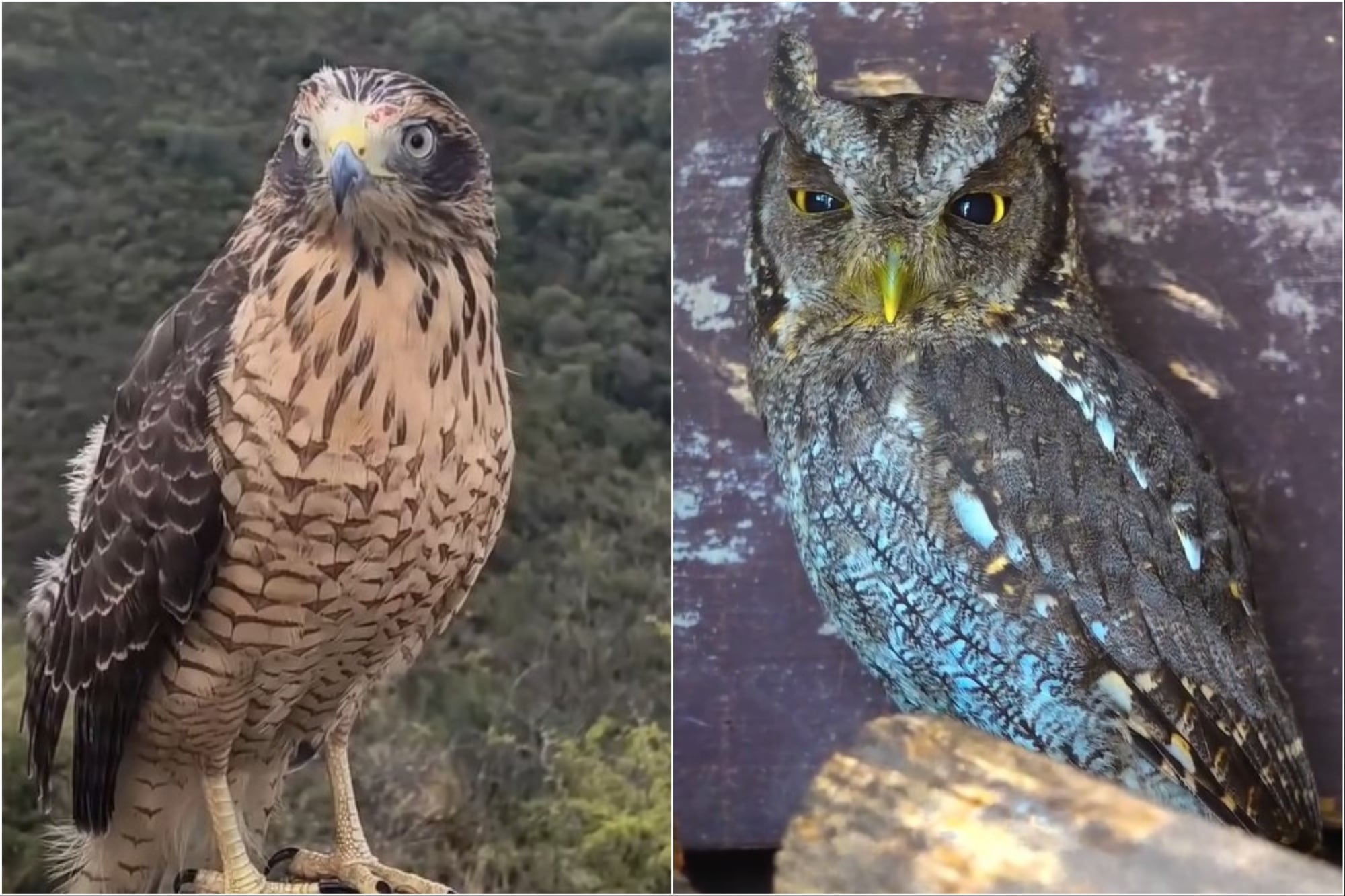Taguató, alicucú y carancho: 20 aves silvestres fueron rescatadas del tráfico y liberadas en un paraje serrano de Córdoba