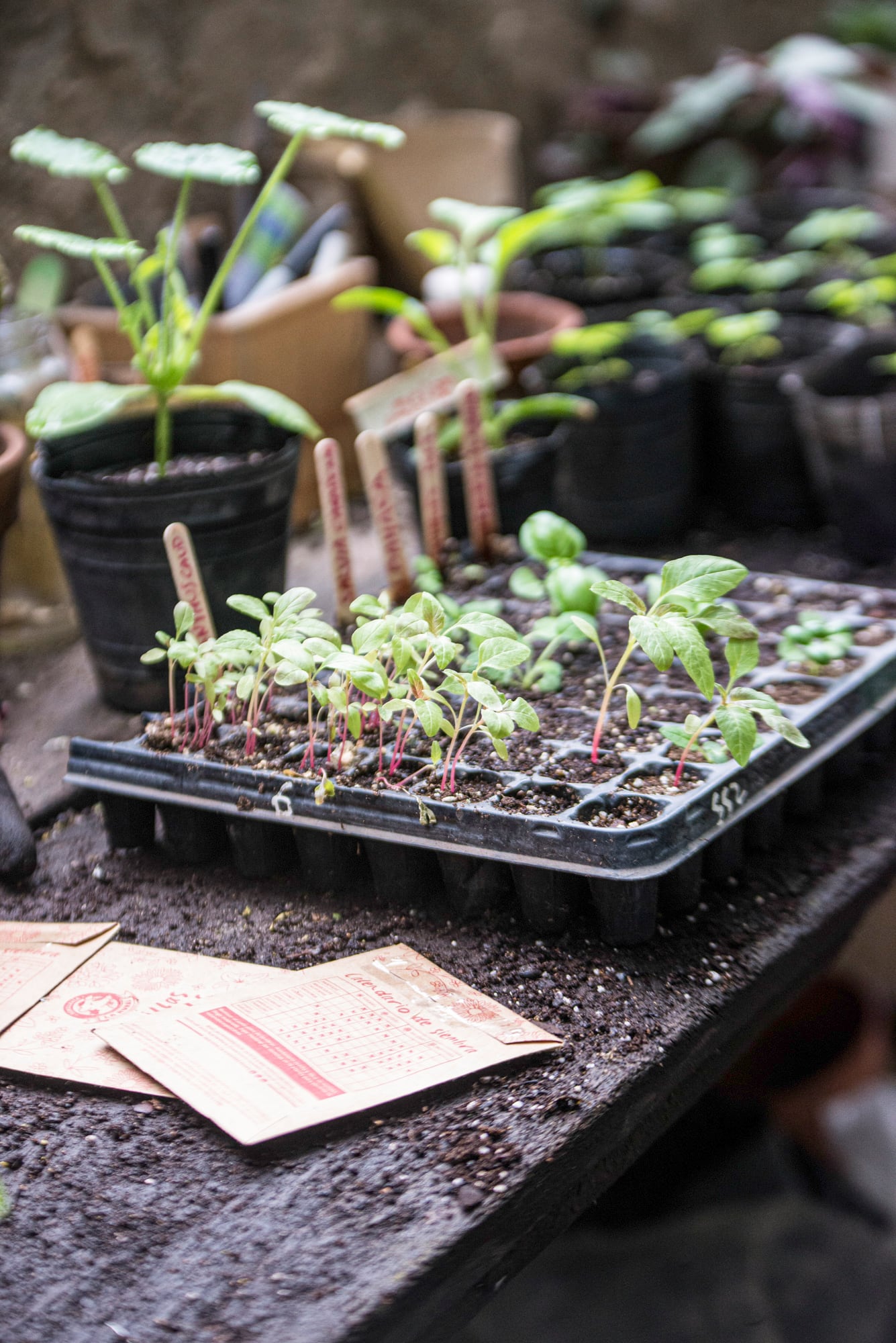 Podemos iniciar la siembra en almácigos de los cultivos de huerta como tomates, zapallos, pepinos y pimientos