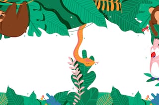 Además del Amazonas. Qué otros pulmones verdes existen en el planeta