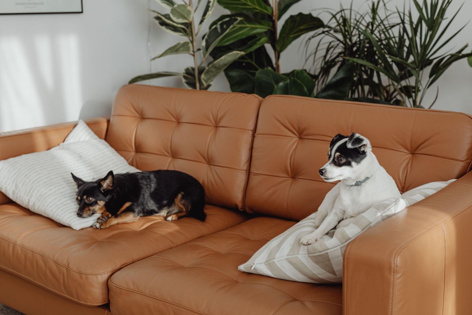 Sumar a una mascota a tu vida es mucho más que