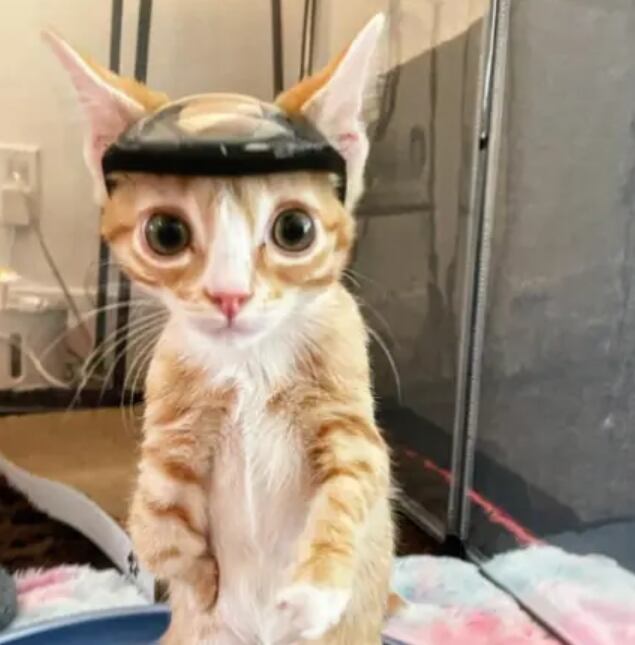 El gato logró superar satisfactoriamente la operación (Foto: El Tiempo)