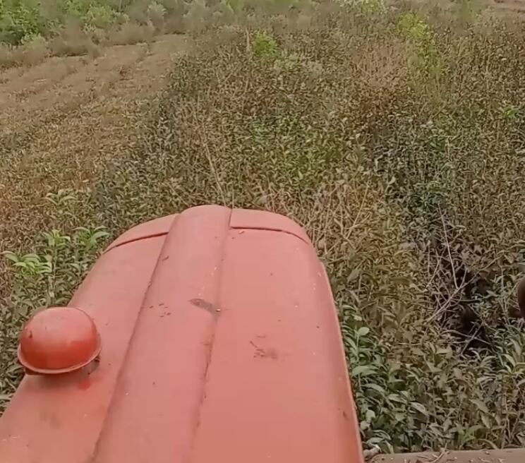 En acción, Cristián Klingbeil poda té en su tractor convertido en cosechadora