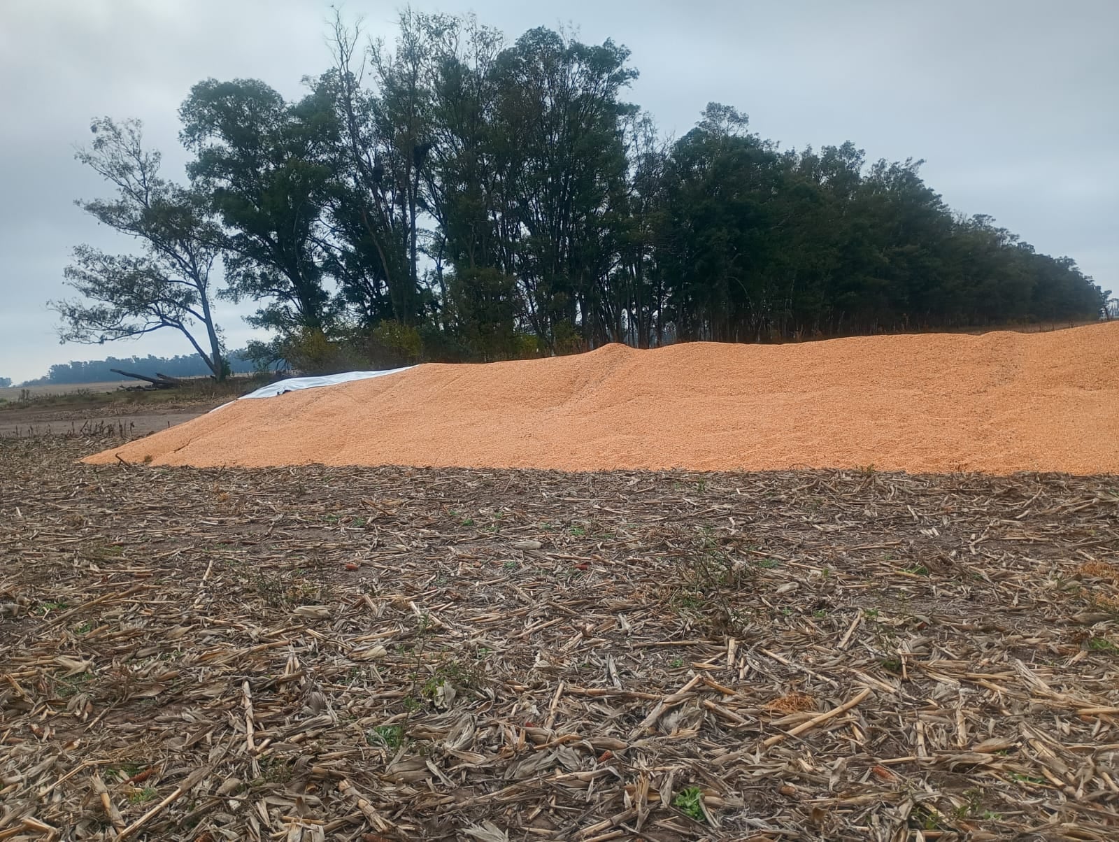 En el campo recolectan el grano derramado