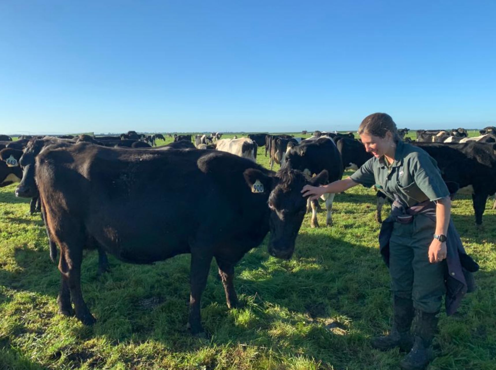 Durante la época de pariciones, la jornada comienza a las 4 de la madrugada y el equipo se reparte entre buscar las vacas, ordeñar, separar y tratar a los animales enfermos y manejar el calostro de las nuevas madres