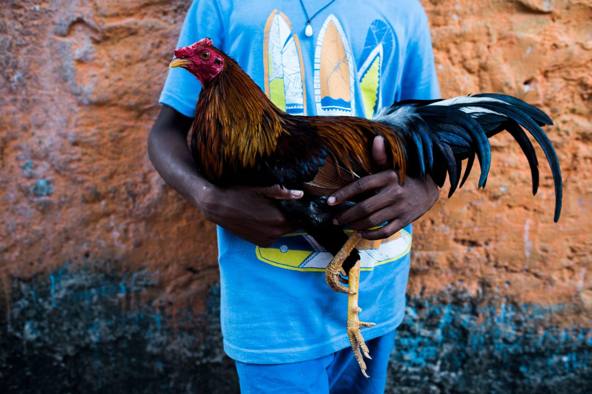La actividad que reúne a los mayores en Santa Cruz del Islote es la riña de gallos