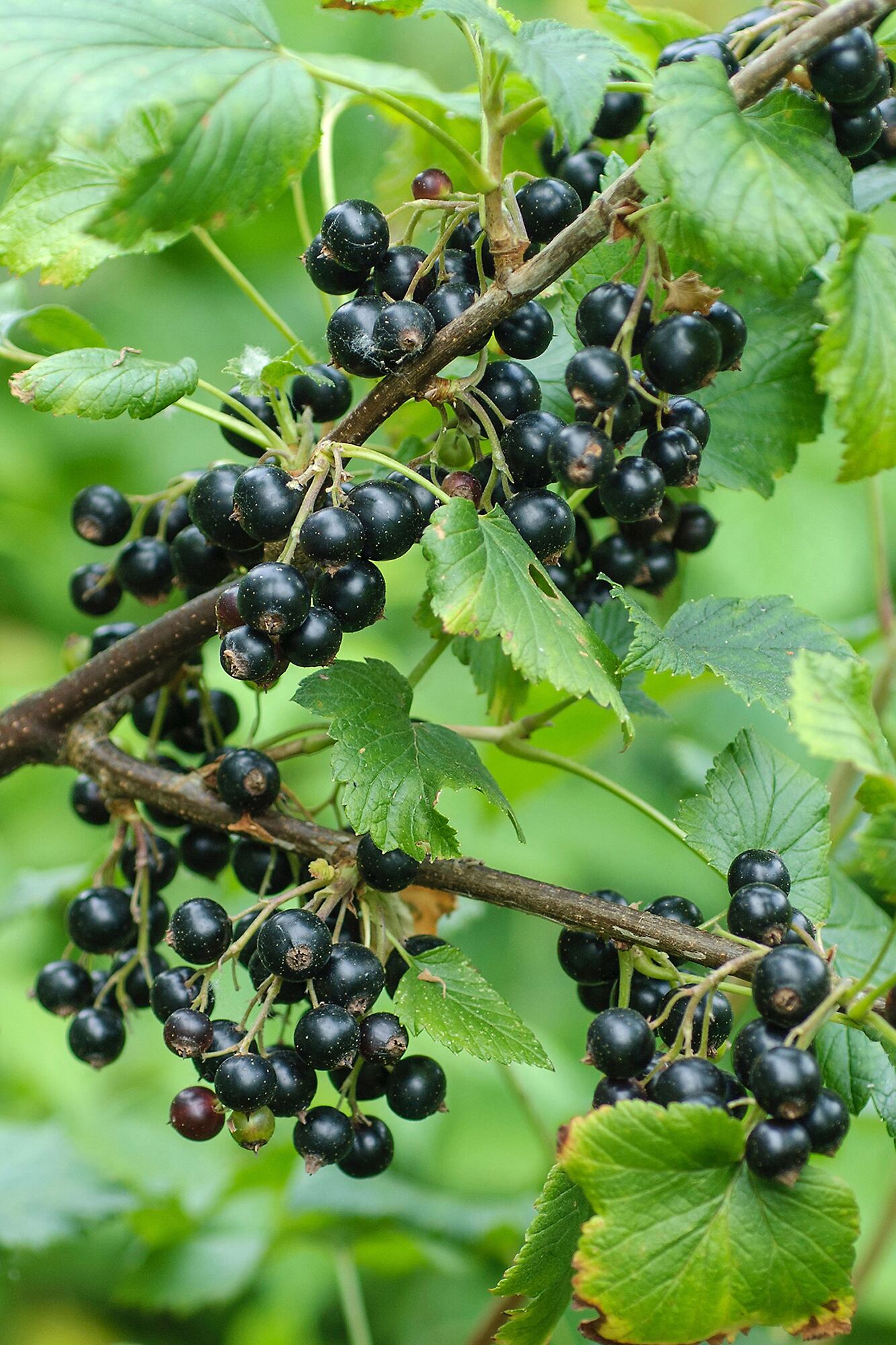 El casis se suele usar como cerco en la Patagonia y sus frutos se aprovechan para comer solos o en conservas