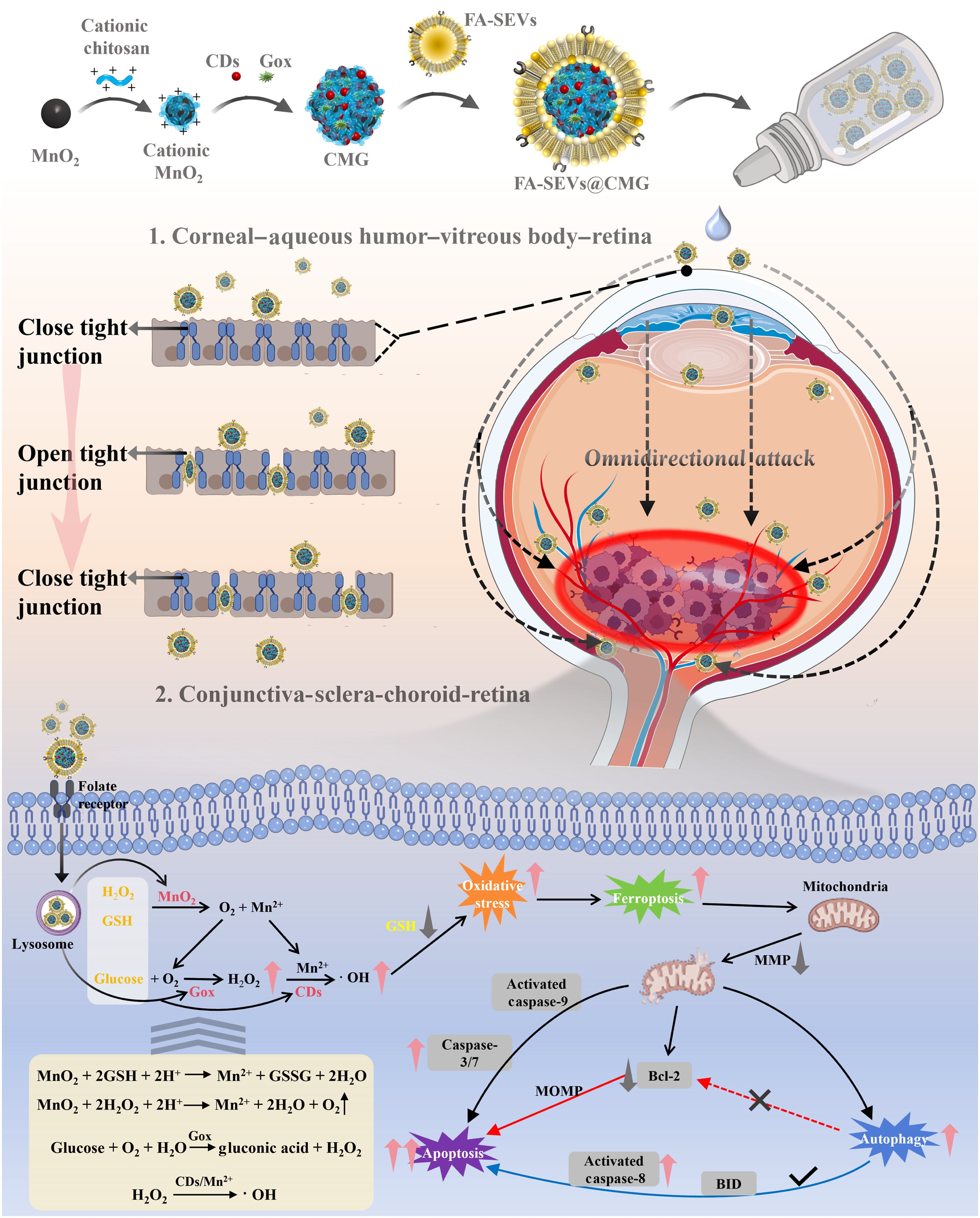 Los exosomas podrían alterar temporalmente las uniones estrechas de la barrera ocular, facilitando la administración del fármaco de una manera no invasiva