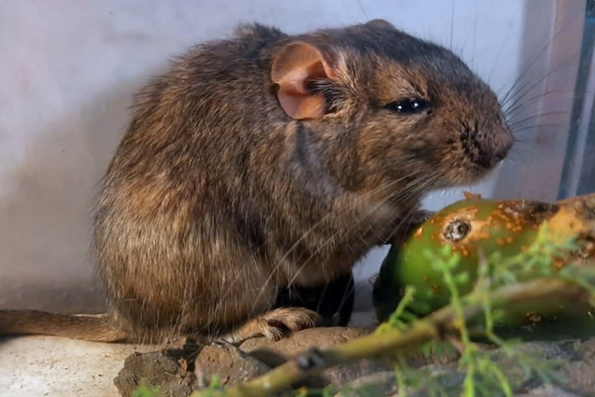 Descubren una nueva especie de mamífero en la Argentina y lo nombraron en honor al Conicet