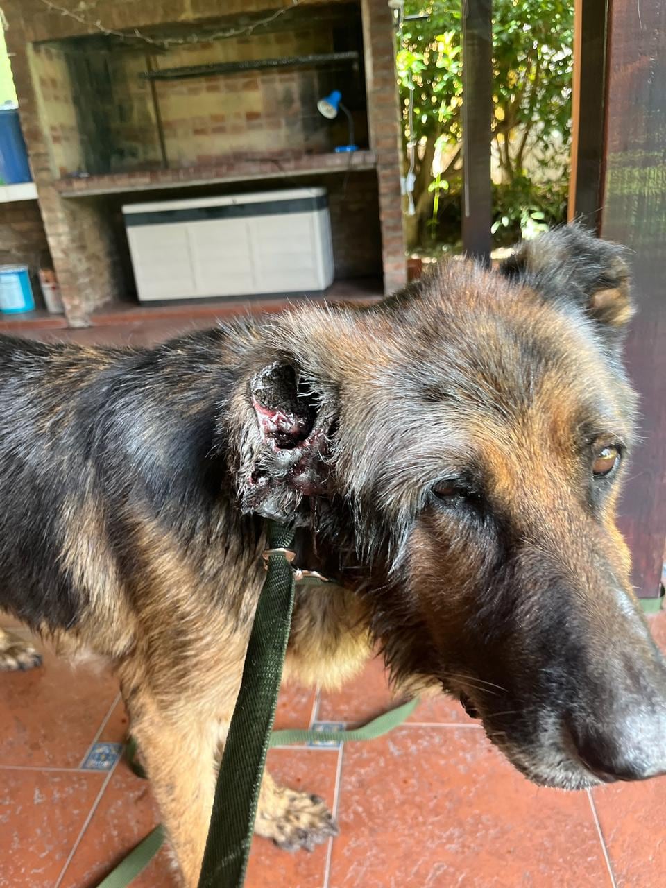 Rodrigo iba prácticamente todos los días al veterinario.