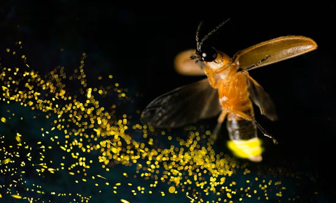 ¿Por qué las luciérnagas están en peligro de extinción? Esto dicen los científicos