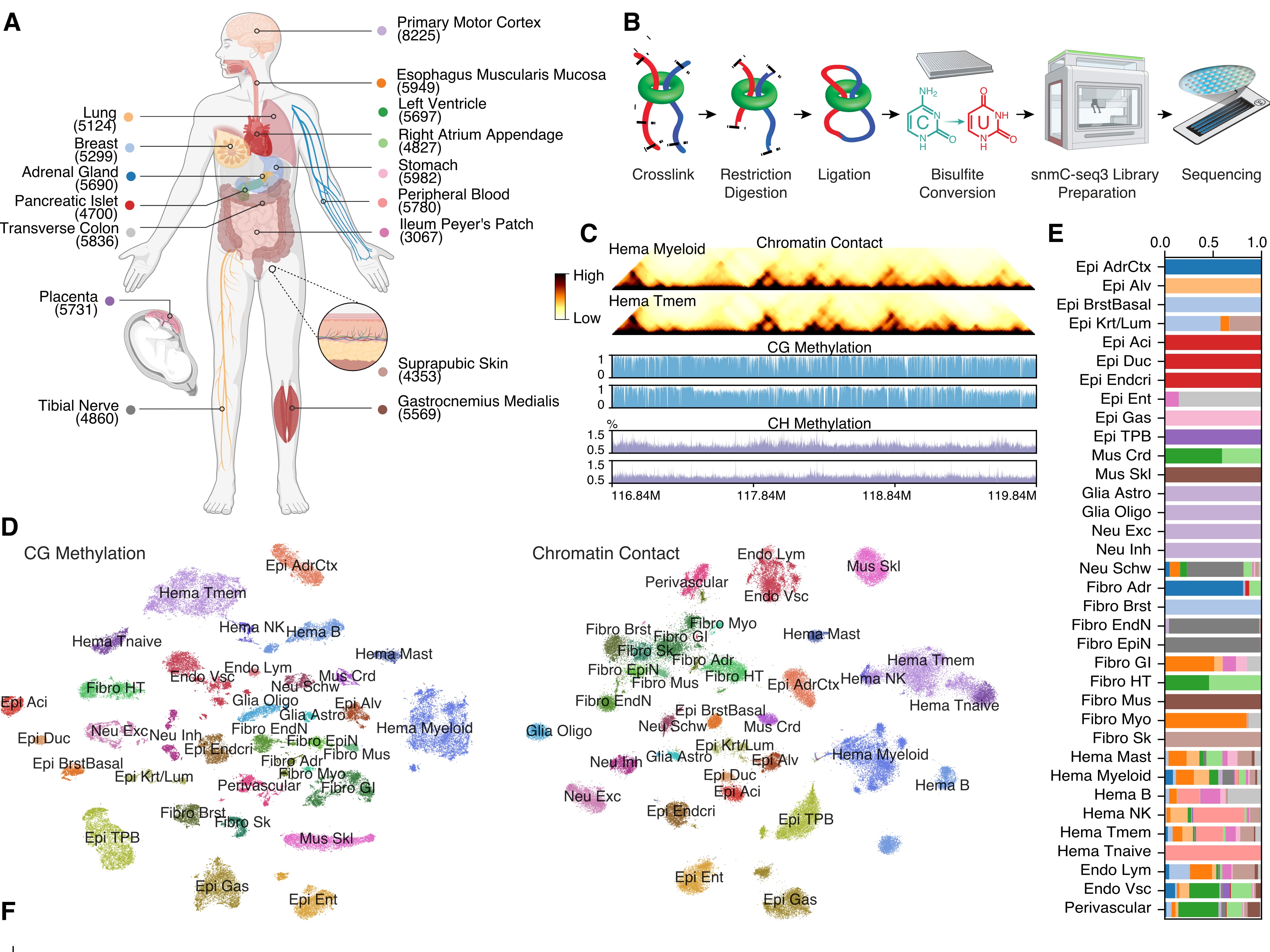 Crean un nuevo atlas del cuerpo humano que revela cómo se organiza el ADN en cada célula y abre pistas sobre distintas enfermedades