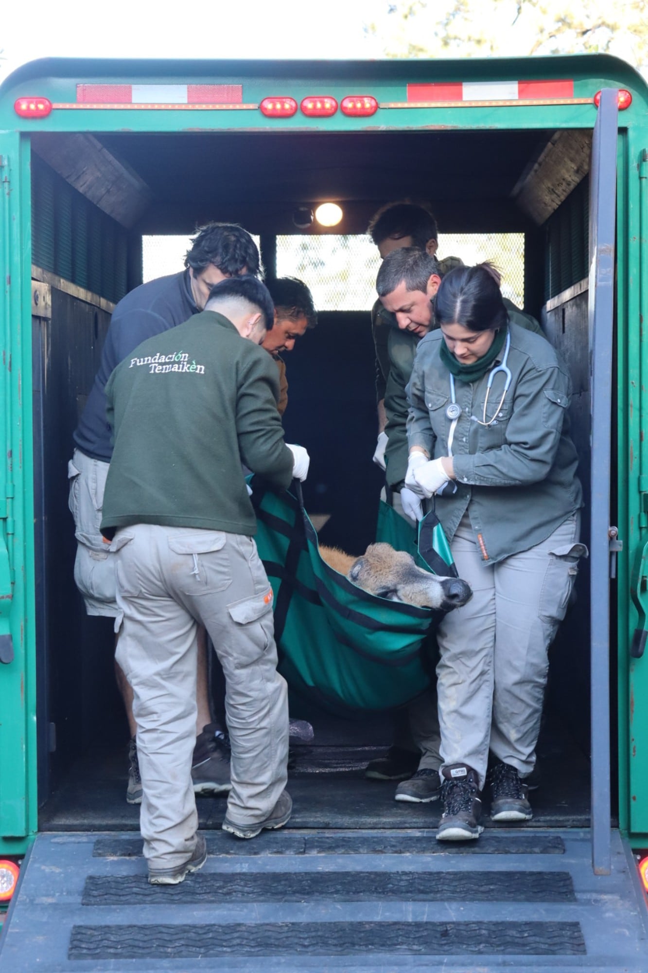 El rescate del ciervo de los pantanos para ser atendido por los veterinarios